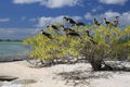 Red-Footed Booby Juveniles