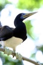 Brown Booby, Sarawak Royalty Free Stock Photo