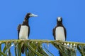 Brown booby, exotic birds Royalty Free Stock Photo