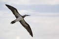 Brown Booby, Sula leucogaster, in flight