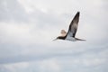 Brown Booby Sula leucogaster in flight