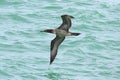 Brown Booby (Sula leucogaster) Royalty Free Stock Photo