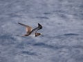 Brown Booby Sula leucogaster