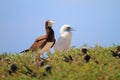 Brown Booby Royalty Free Stock Photo