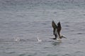 Brown Booby, Sula leucogaster, landing on water