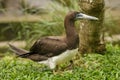 Brown Booby - Sula leucogaster