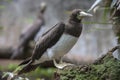 Brown booby Sula leucogaster, seabird Royalty Free Stock Photo