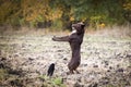 Brown Border collie is catching frisbee. Royalty Free Stock Photo