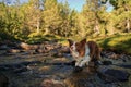 Brown Border Collie dog in a river. Pretty face dog in a creek with rocks and forest landscape. Concept adventure dog Royalty Free Stock Photo