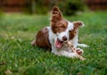 Brown border collie dog sitting on the ground