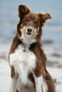 Brown Border Collie Posing at Beach Royalty Free Stock Photo