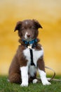 Brown border collie puppy