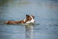 Brown border collie is swimming in the lake.