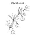 Brown boronia B. megastigma , medicinal plant Royalty Free Stock Photo