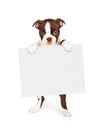 Brown Boston Terrier Dog Holding Blank Sign Royalty Free Stock Photo