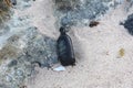 Brown Bottle on a Beach in the Dutch Antilles