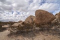 Brown boulders behind dry shrub at Joshua Tree National Park, CA, USA