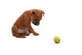 Brown Boxer Pup with a Green Ball Royalty Free Stock Photo