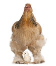 Brown Brahma Hen and her chick