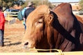 Brown Brahman bull head photo with nose ring
