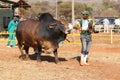 Brown Brahman bull lead by handler photo