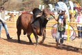 Brown Brahman bull lead by handler photo