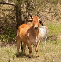 Brown brahman bullock steer on ranch