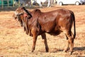 Brown Brahman Calf standing in the sun