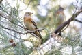 brown Brambling bird Royalty Free Stock Photo