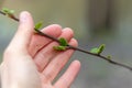 a brown branch of alder with young green leaves