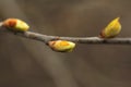 A brown branch of a bush with swelling buds. Young green buds. Small blooming leaves on a tree