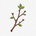 The brown branch has multiple offshoots with clusters of small Royalty Free Stock Photo