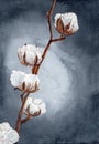 A brown branch with white soft cotton flowers