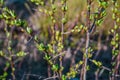 brown branches of a bush plant with buds green sprouts with leaves and long sharp thorns against the background of spring nature