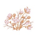 Brown branches of cotton. Vector illustration on white background.