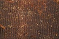 Brown bread crust texture Royalty Free Stock Photo