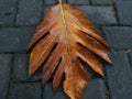 A brown breadfruit leaf on a paving Royalty Free Stock Photo