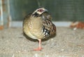 Brown-breasted hill partridge