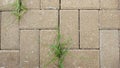 Brown brick and grasses background