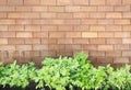 Brown brick wall foully and green leaf. Royalty Free Stock Photo