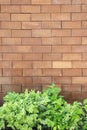 Brown brick wall foully and green leaf. Royalty Free Stock Photo
