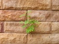 Brown brick wall a small tree up along the seams of bricks Royalty Free Stock Photo