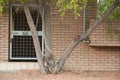 Brown bricks wall behind desert Ghaf tree , Oman