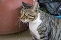 Brown brindle pattern cat sit and gazing something