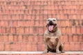 Brown brindle pitbull sitting on stairs. smiling pitbull sticking out his tongue. Harmless dog. Muscular dog. Royalty Free Stock Photo