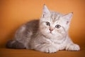 Brown Britan kitten Royalty Free Stock Photo