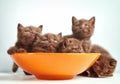 Brown british kittens Royalty Free Stock Photo