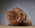 Brown british longhair kitten