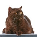 Brown british short hair cat