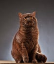 Brown british shorthair cat